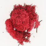 Mousse naturelle Lichen Rouge 50 g
